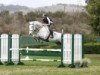 jumper Billy Cevelle (anglo european sporthorse, 2005, from Cevin Z)