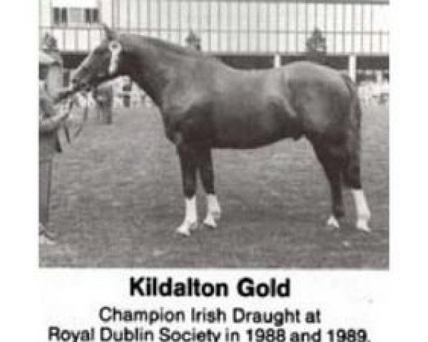 stallion Kildalton Gold (Irish Sport Horse, 1985, from Merry Gold)