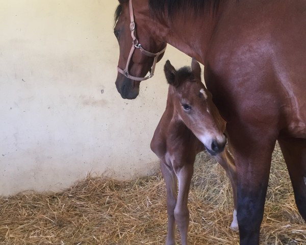 Springpferd Cosmograaf (Italienisches Warmblut, 2016, von VDL Bubalu)