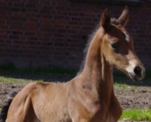 dressage horse Second Light (Hanoverian, 2010, from Scolari)