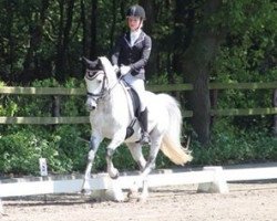 dressage horse Onyx van de Kleine Vlier (Welsh Partbred, 2004, from Leuns Veld's Lord)