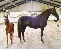 broodmare Diva Rubina (Oldenburg, 2007, from Dr. Jackson D)