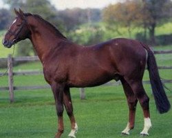 stallion Carnaval Drum (KWPN (Royal Dutch Sporthorse), 1984, from Marinier)