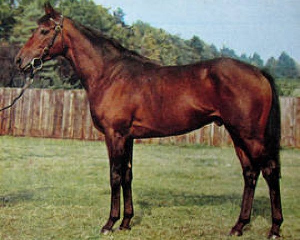Pferd Cavo Doro xx (Englisches Vollblut, 1970, von Sir Ivor xx)