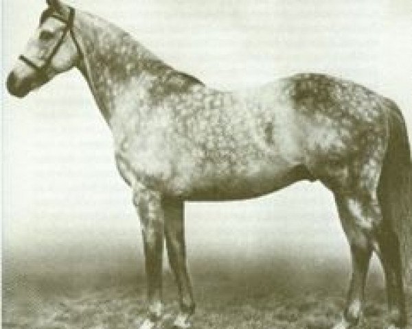 stallion Migoli xx (Thoroughbred, 1944, from Bois Roussel xx)