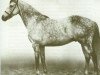 stallion Migoli xx (Thoroughbred, 1944, from Bois Roussel xx)