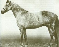 stallion Migoli xx (Thoroughbred, 1944, from Bois Roussel xx)