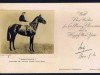 stallion Bosworth xx (Thoroughbred, 1926, from Son In Law xx)