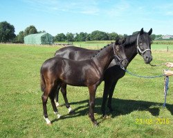 dressage horse Vincento 14 (German Riding Pony, 2016, from Voyager 2)