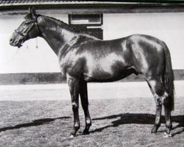 stallion Cut Above xx (Thoroughbred, 1978, from High Top xx)