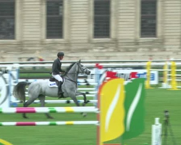 jumper Billy Yen (anglo european sporthorse, 2008, from Cevin Z)
