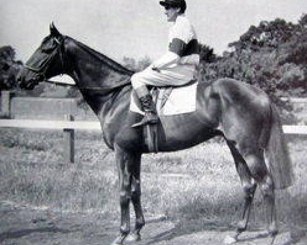 stallion Dumbarnie xx (Thoroughbred, 1949, from Dante xx)