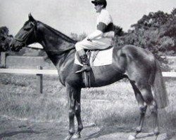 stallion Dumbarnie xx (Thoroughbred, 1949, from Dante xx)