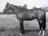 stallion Lauso xx (Thoroughbred, 1958, from Ocarina xx)