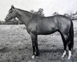 stallion Lauso xx (Thoroughbred, 1958, from Ocarina xx)