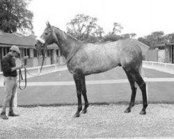 stallion Precipice Wood xx (Thoroughbred, 1966, from Lauso xx)