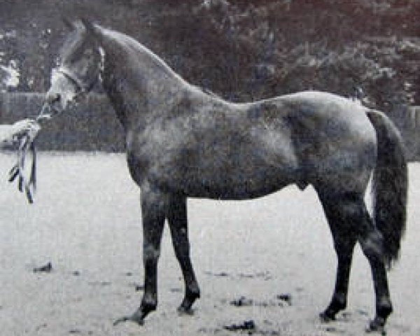 stallion Kingstone xx (Thoroughbred, 1942, from King Salmon xx)