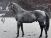 stallion Kingstone xx (Thoroughbred, 1942, from King Salmon xx)