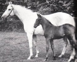 broodmare Grecian Garden xx (Thoroughbred, 1949, from Kingstone xx)