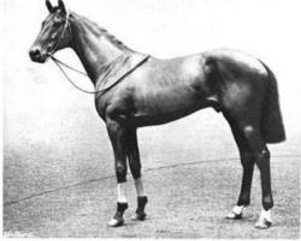 stallion Torpoint xx (Thoroughbred, 1900, from Trenton xx)