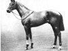 stallion Torpoint xx (Thoroughbred, 1900, from Trenton xx)