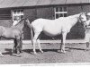 broodmare Academia xx (Thoroughbred, 1936, from Plantago xx)