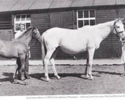 broodmare Academia xx (Thoroughbred, 1936, from Plantago xx)