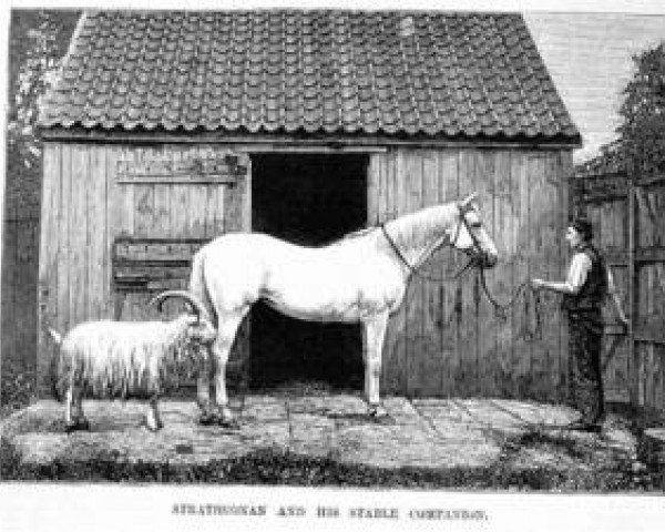 Deckhengst Strathconan xx (Englisches Vollblut, 1863, von Newminster xx)