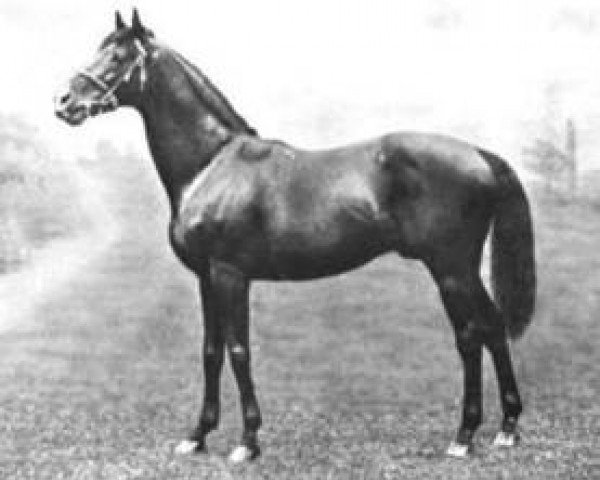 stallion St. Frusquin xx (Thoroughbred, 1893, from Saint Simon xx)