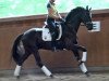 dressage horse Cicero 128 (Hanoverian, 2013, from Christ)