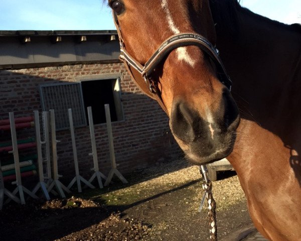 dressage horse Amarlis (Polish Warmblood, 2009)