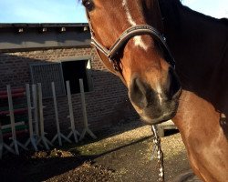 dressage horse Amarlis (Polish Warmblood, 2009)