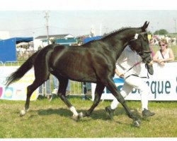 broodmare Ricke (Rhinelander, 2010, from Radjah Z)