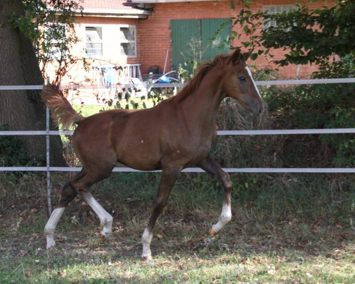 broodmare Lya (Hanoverian, 2016, from Libertad FRH)