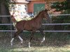 broodmare Lya (Hanoverian, 2016, from Libertad FRH)