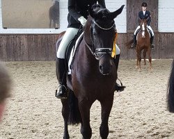 dressage horse Fascinator BK (Hanoverian, 2013, from Fürst Romancier)