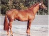 stallion Coriall 2 (Holsteiner, 1987, from Cor de la Bryère)