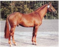 stallion Coriall 2 (Holsteiner, 1987, from Cor de la Bryère)