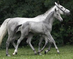 Zuchtstute Sandro's Girl Z (Zangersheide Reitpferd, 2006, von Sandro Boy)