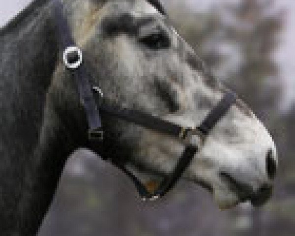 broodmare Caroline Z (Zangersheide riding horse, 2001, from Chellano Z)