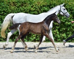 jumper Zappa Z (Zangersheide riding horse, 2015, from Zapatero VDL)