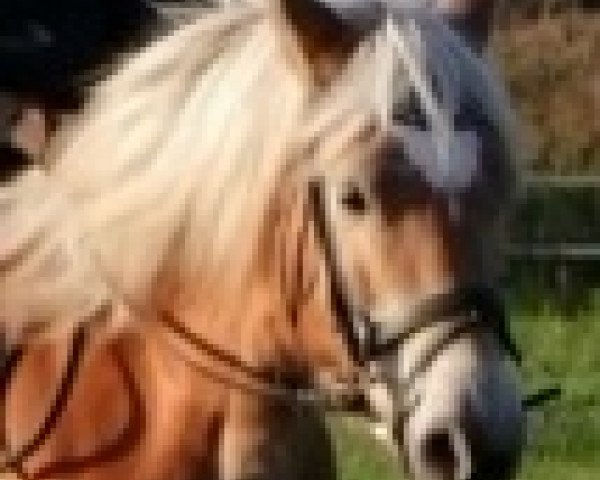 broodmare Aischa (Haflinger, 2005, from Artos)