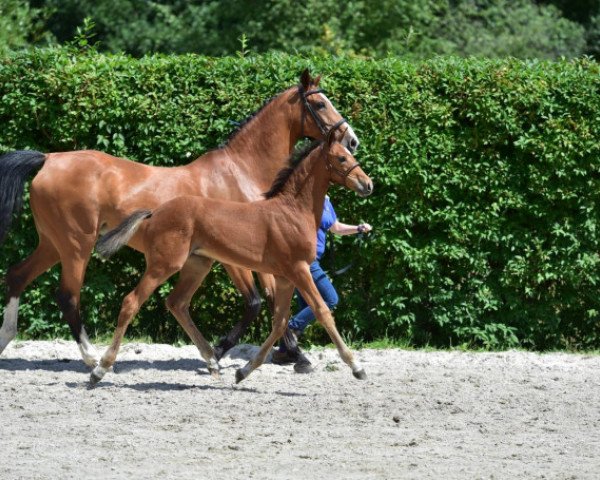 Springpferd Vienna V Z (Zangersheide Reitpferd, 2015, von Verdi)