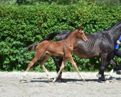 jumper Clarisso di Talefra Z (Zangersheide riding horse, 2015, from Clarimo Ask)