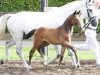 broodmare Fanetra (KWPN (Royal Dutch Sporthorse), 2010, from Balou du Rouet)