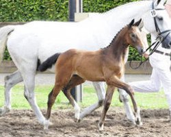 broodmare Fanetra (KWPN (Royal Dutch Sporthorse), 2010, from Balou du Rouet)