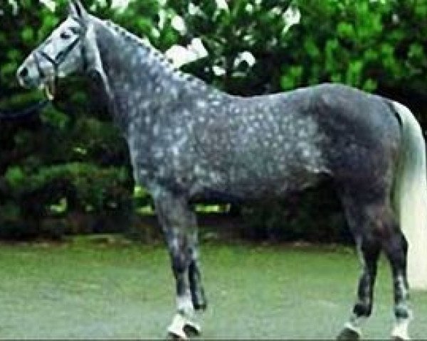 stallion Caesar van de Helle (Holsteiner, 1995, from Cantus)