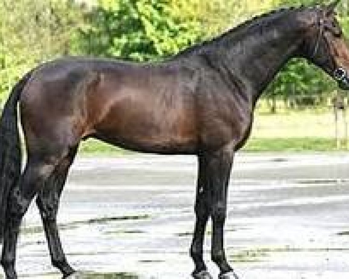Deckhengst Viento Uno W (KWPN (Niederländisches Warmblut), 2002, von Numero Uno)