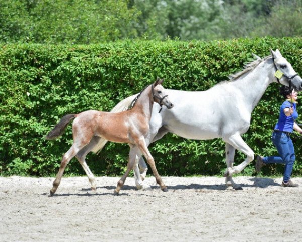 jumper Cavalini Z (Zangersheide riding horse, 2015, from Cavalo Z)