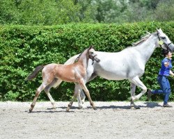 jumper Cavalini Z (Zangersheide riding horse, 2015, from Cavalo Z)